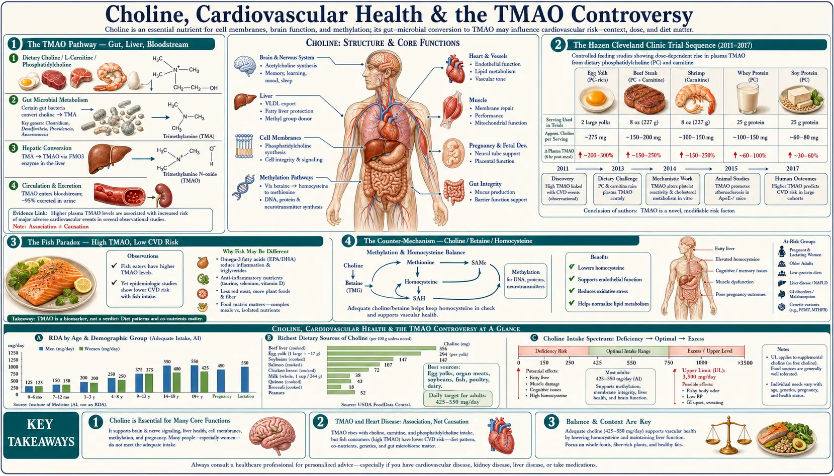 Cardiovascular and TMAO — scientific infographic poster
