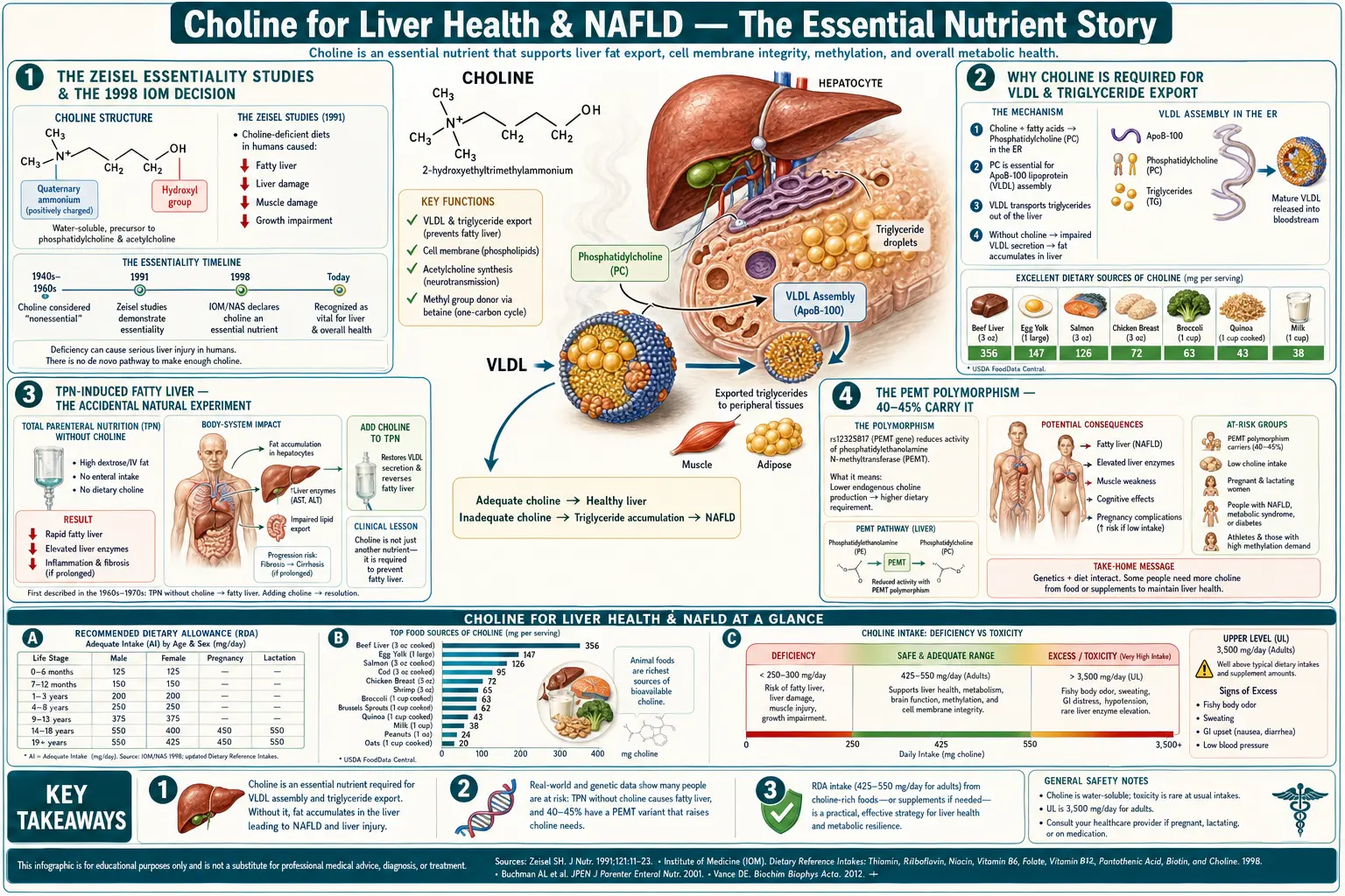 Liver and NAFLD — scientific infographic poster