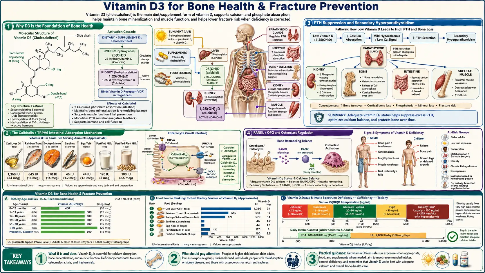 Bone Health — scientific infographic poster