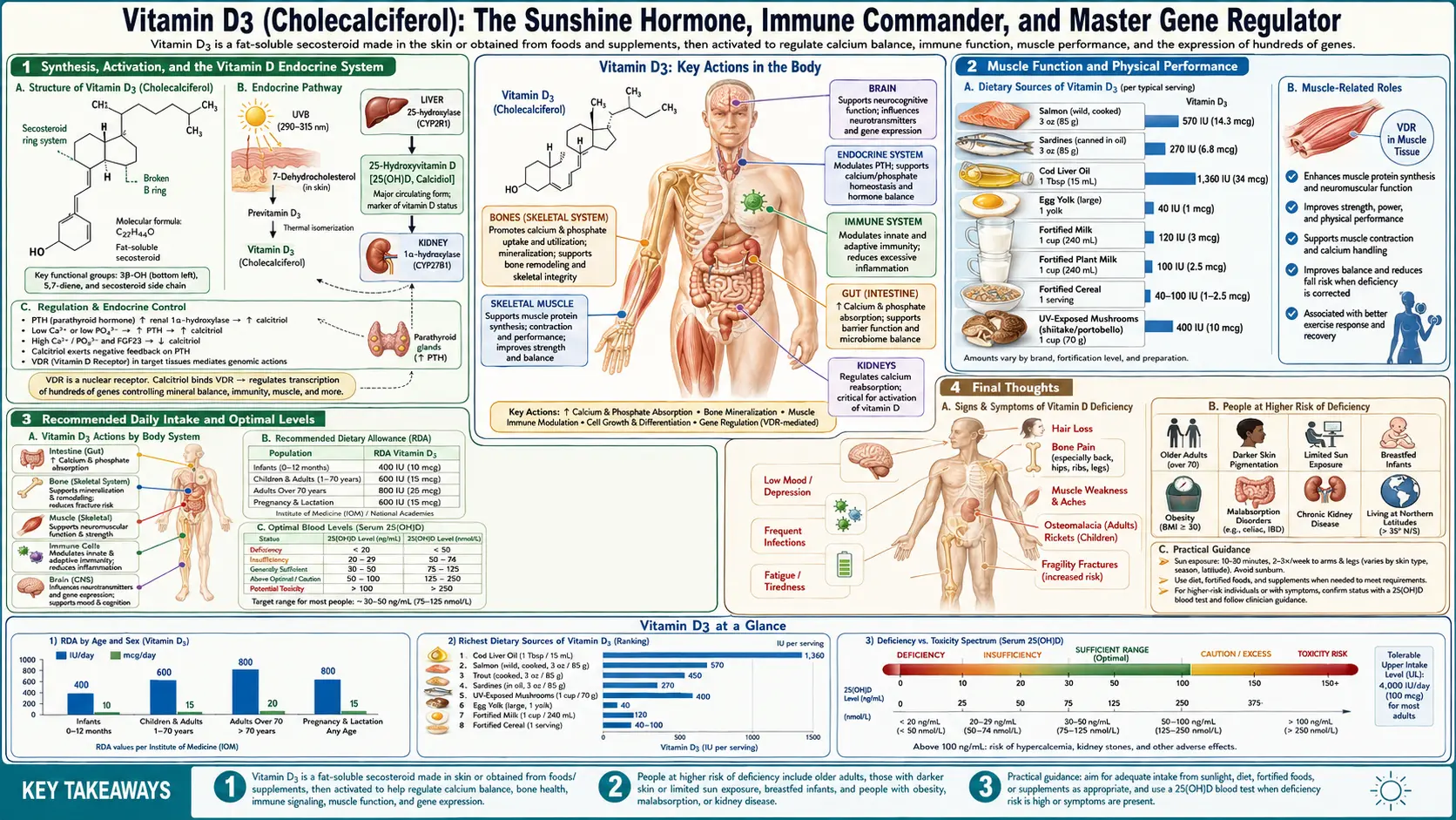 Vitamin D3 — scientific infographic poster