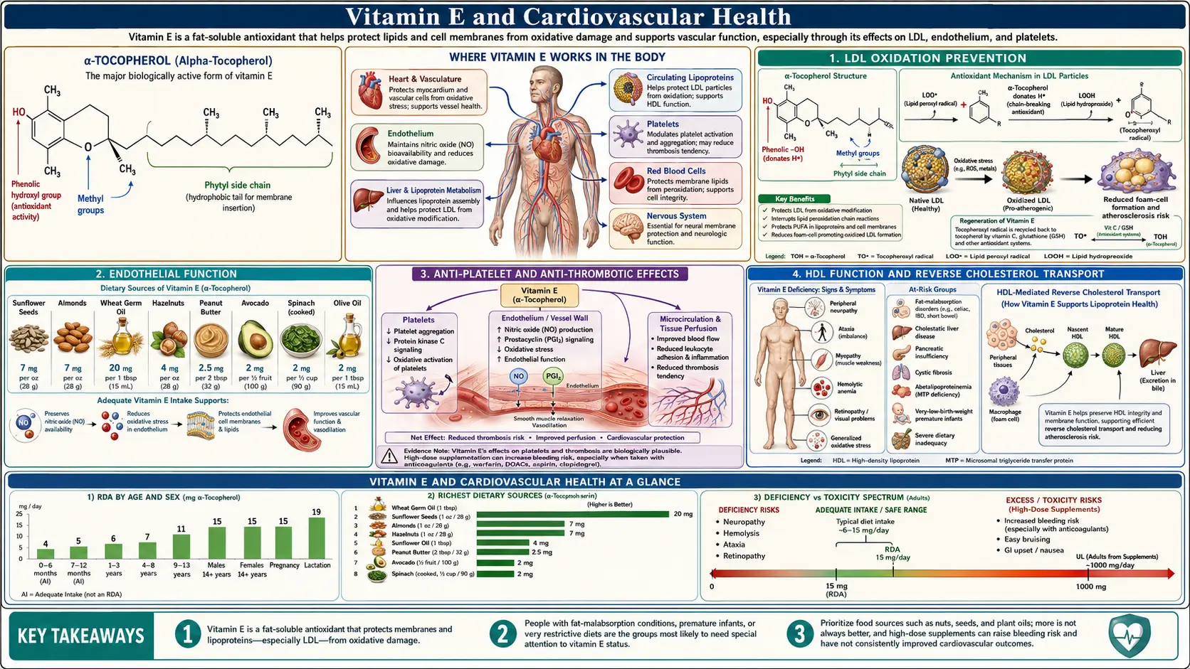 Heart Health — scientific infographic poster