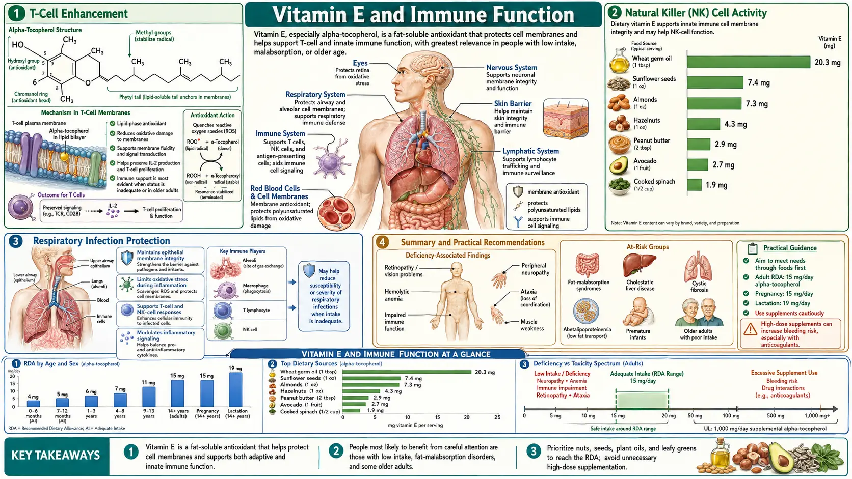 Vitamin E and Immune Function — scientific infographic poster