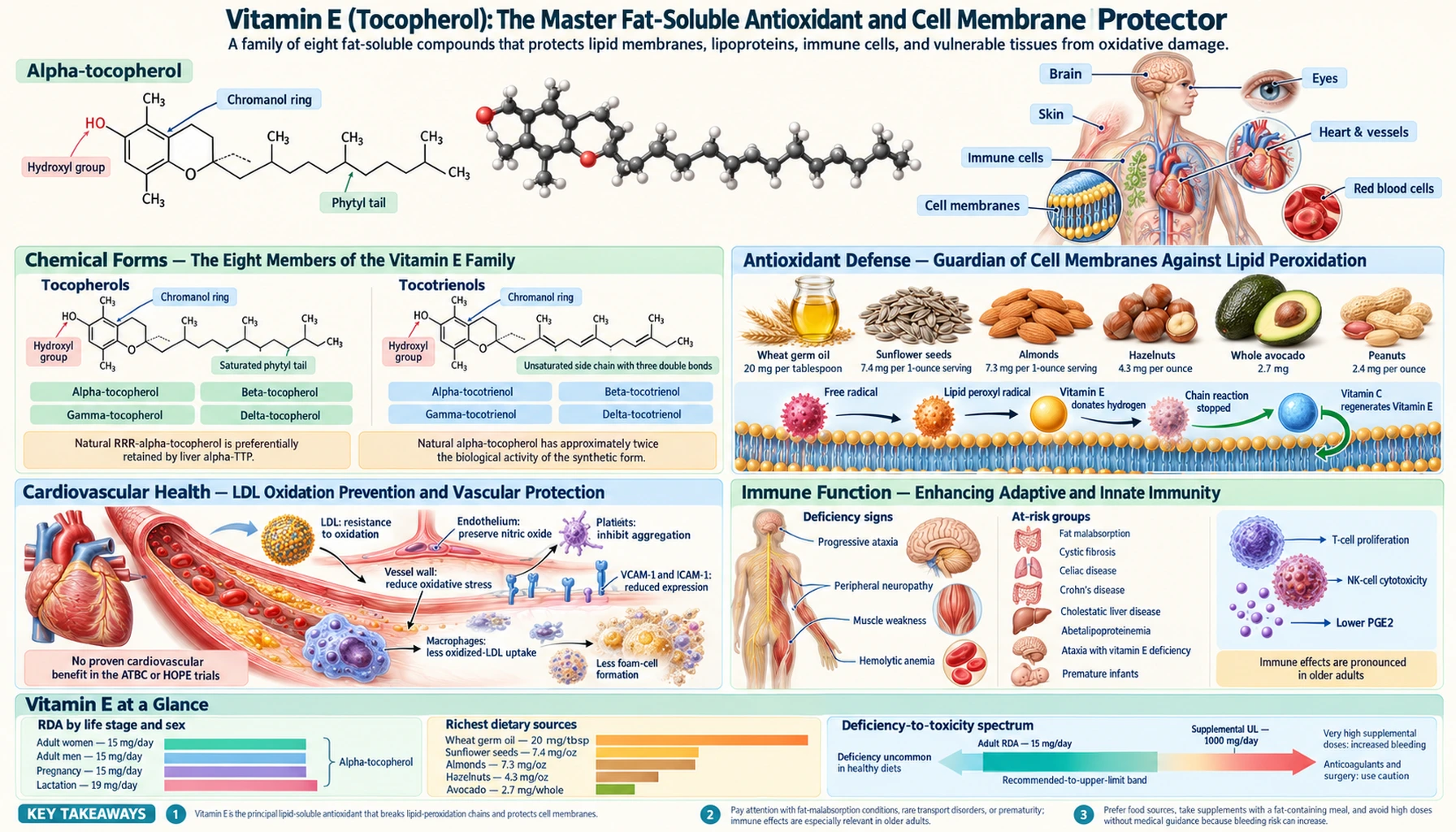 Vitamin E — scientific infographic poster