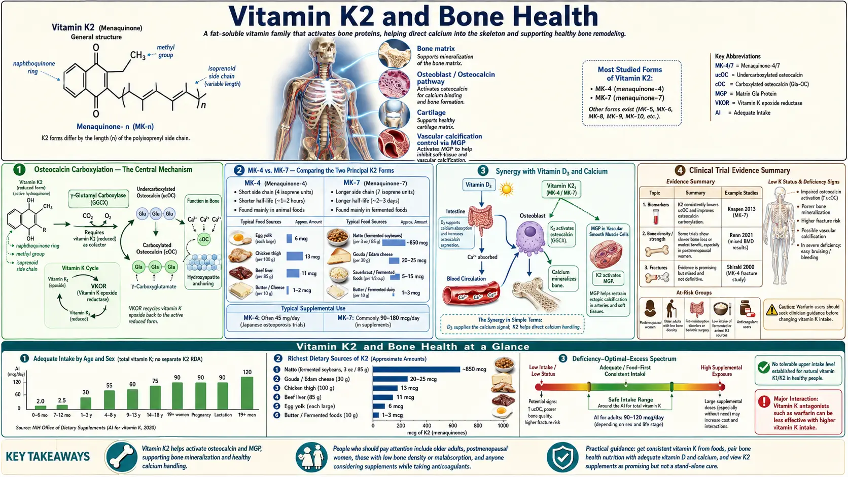 Vitamin K2 and Bone Health — scientific infographic poster