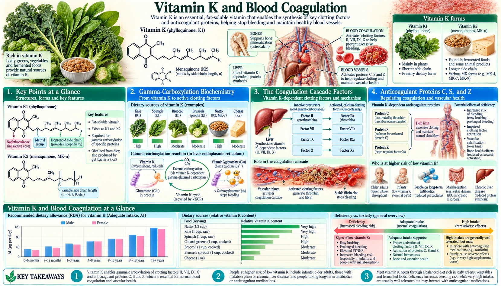 Vitamin K and Blood Clotting — scientific infographic poster