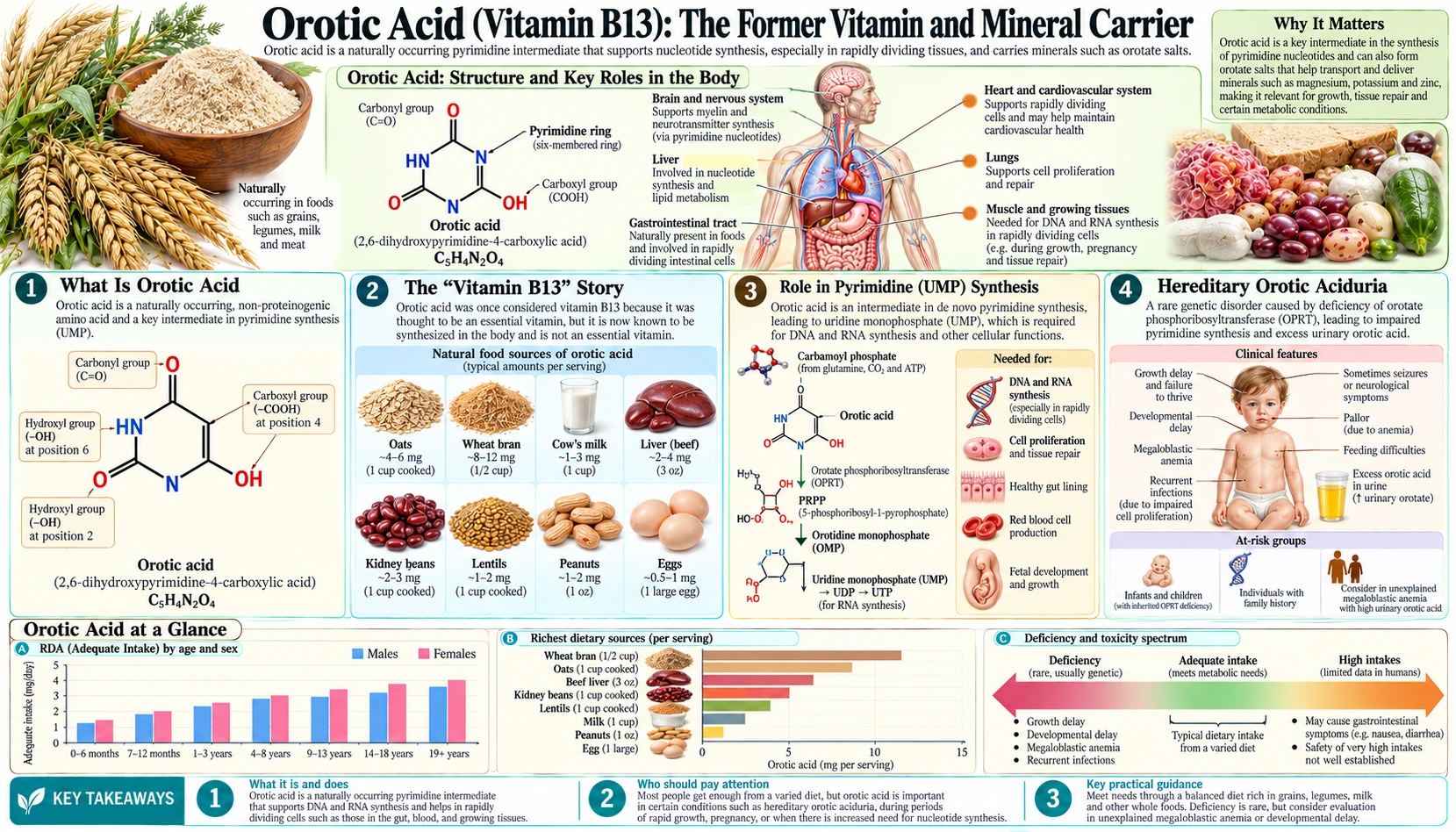 Orotic Acid — scientific infographic poster