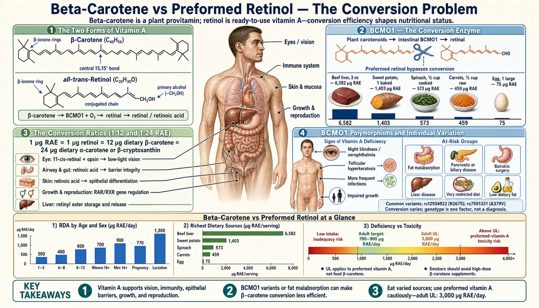 Beta Carotene vs Preformed — scientific infographic poster
