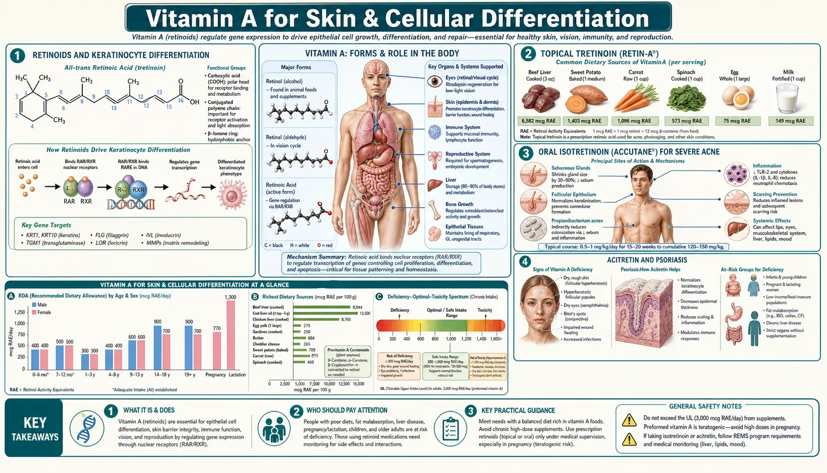 Skin and Cellular Differentiation — scientific infographic poster
