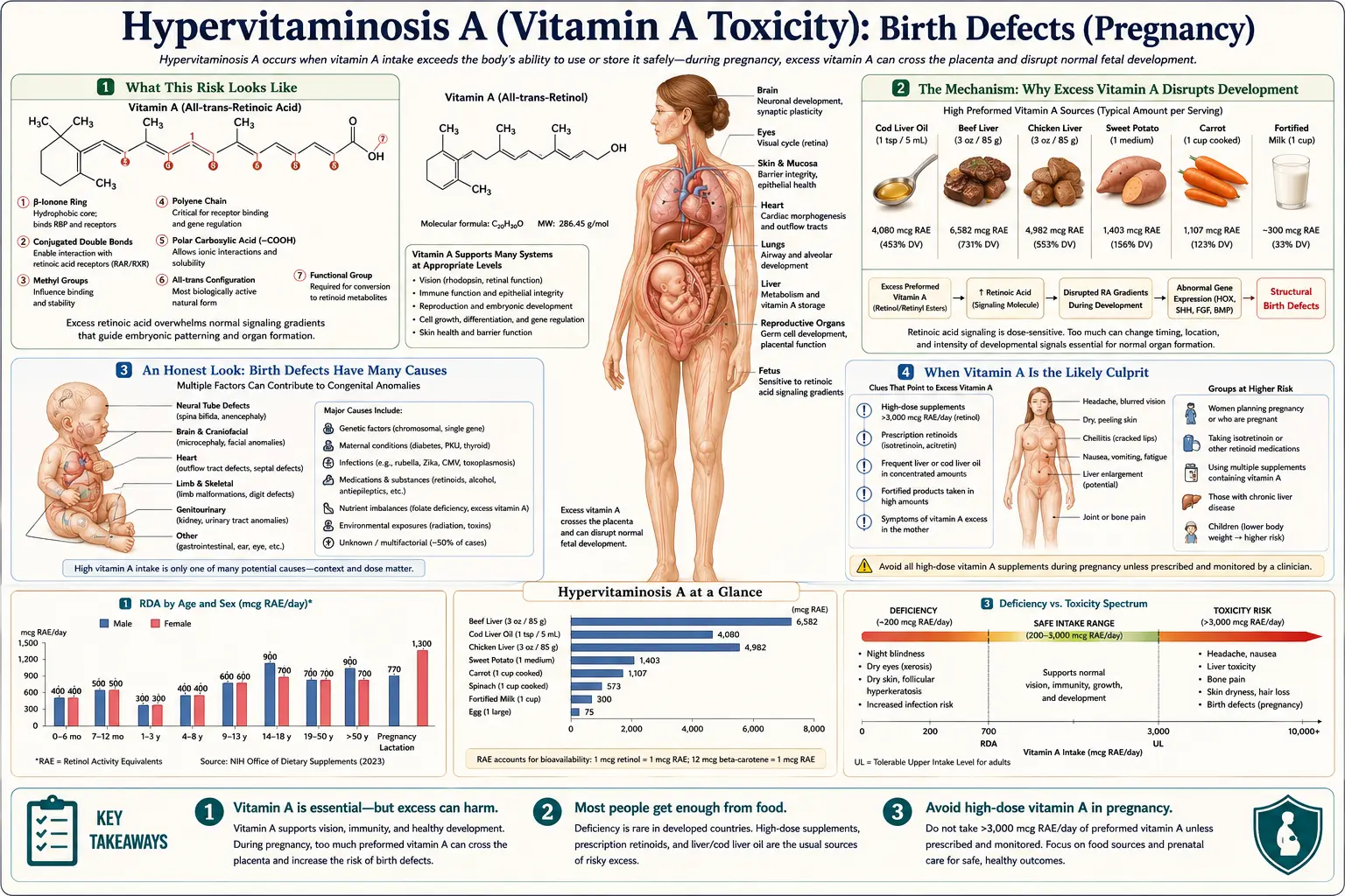 Birth Defects in Pregnancy — scientific infographic poster
