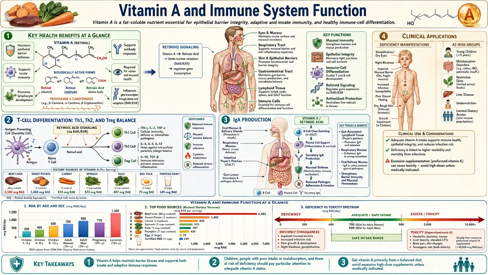 Vitamin A and Immune Function — scientific infographic poster