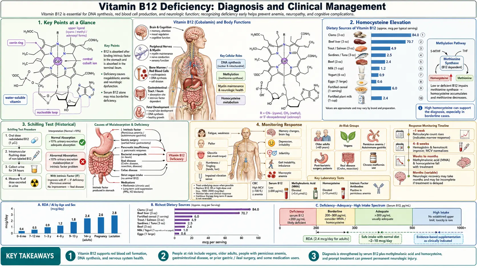 B12 Deficiency Diagnosis — scientific infographic poster