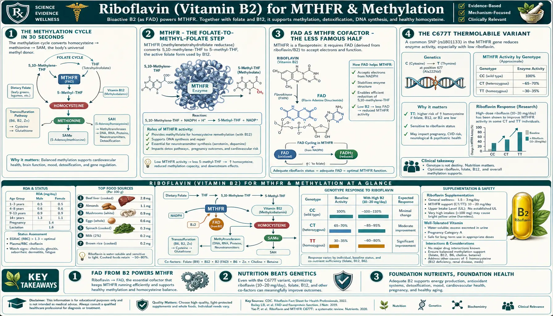 MTHFR and Methylation — scientific infographic poster