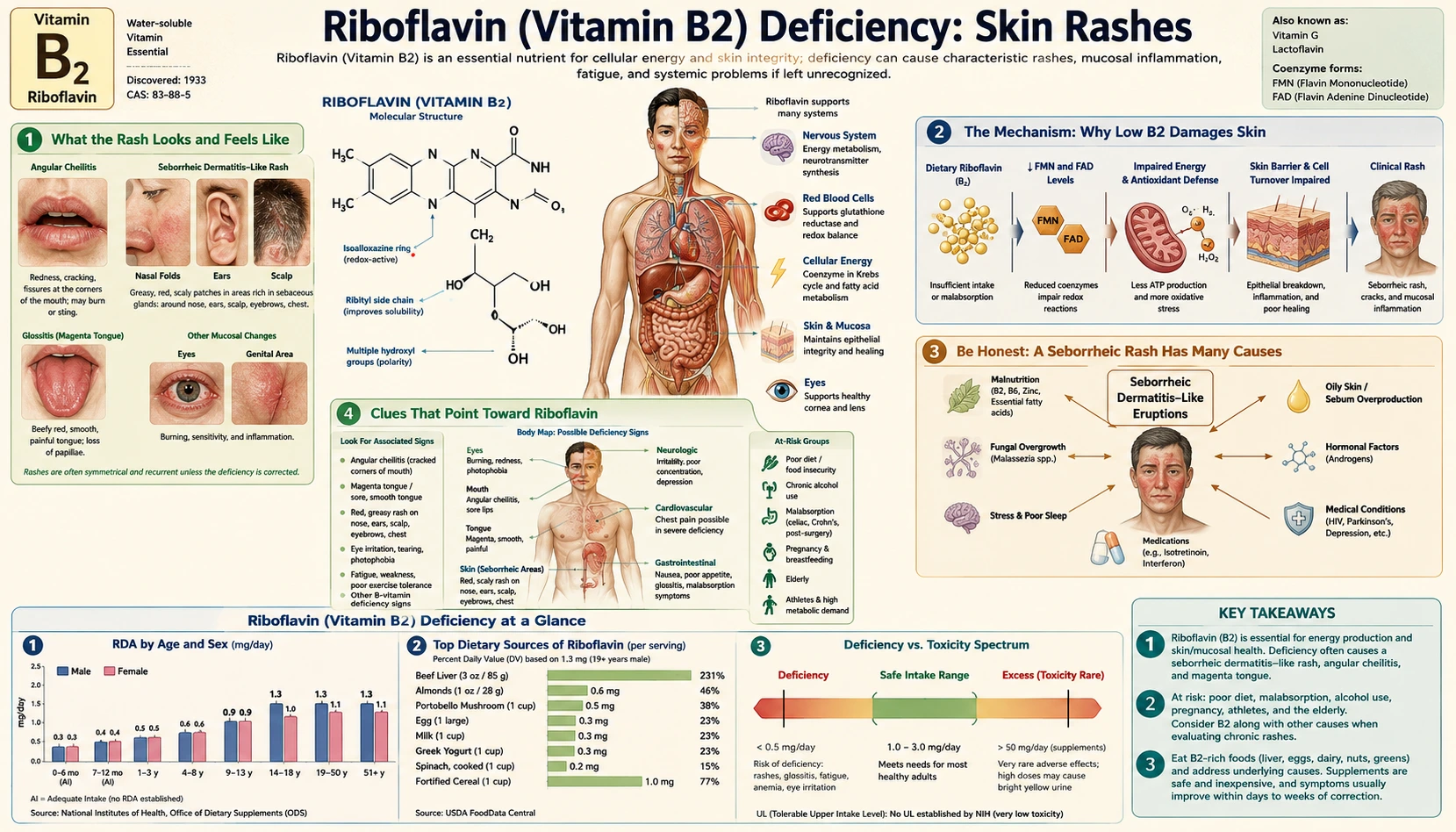 Skin Rashes — scientific infographic poster
