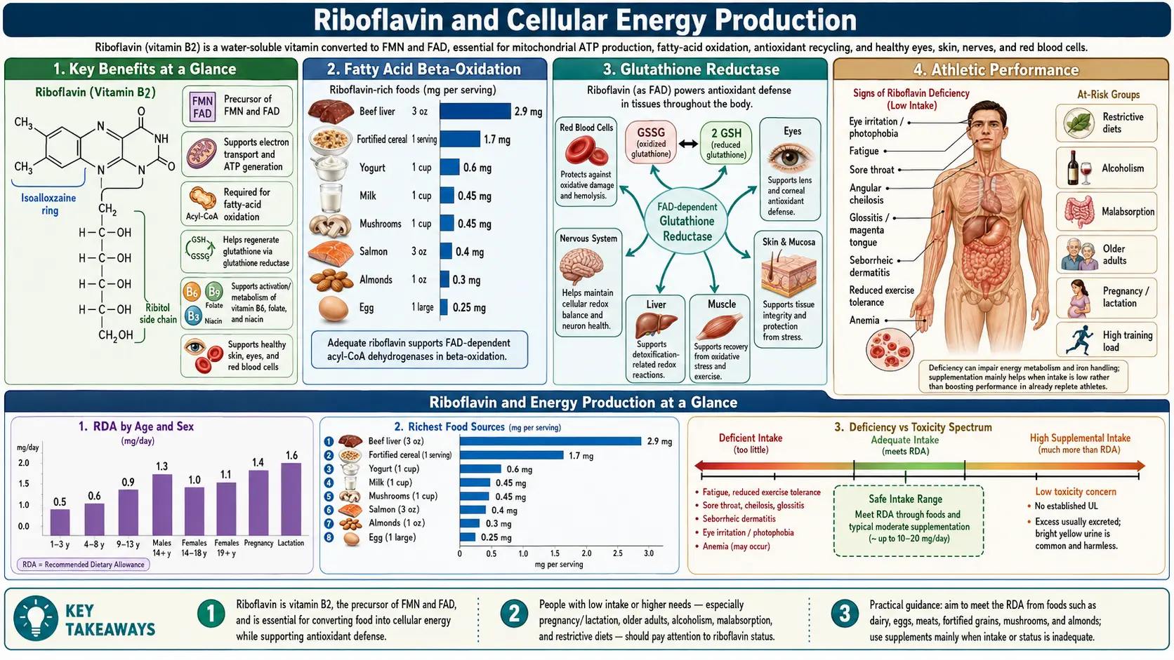 Riboflavin and Energy Production — scientific infographic poster