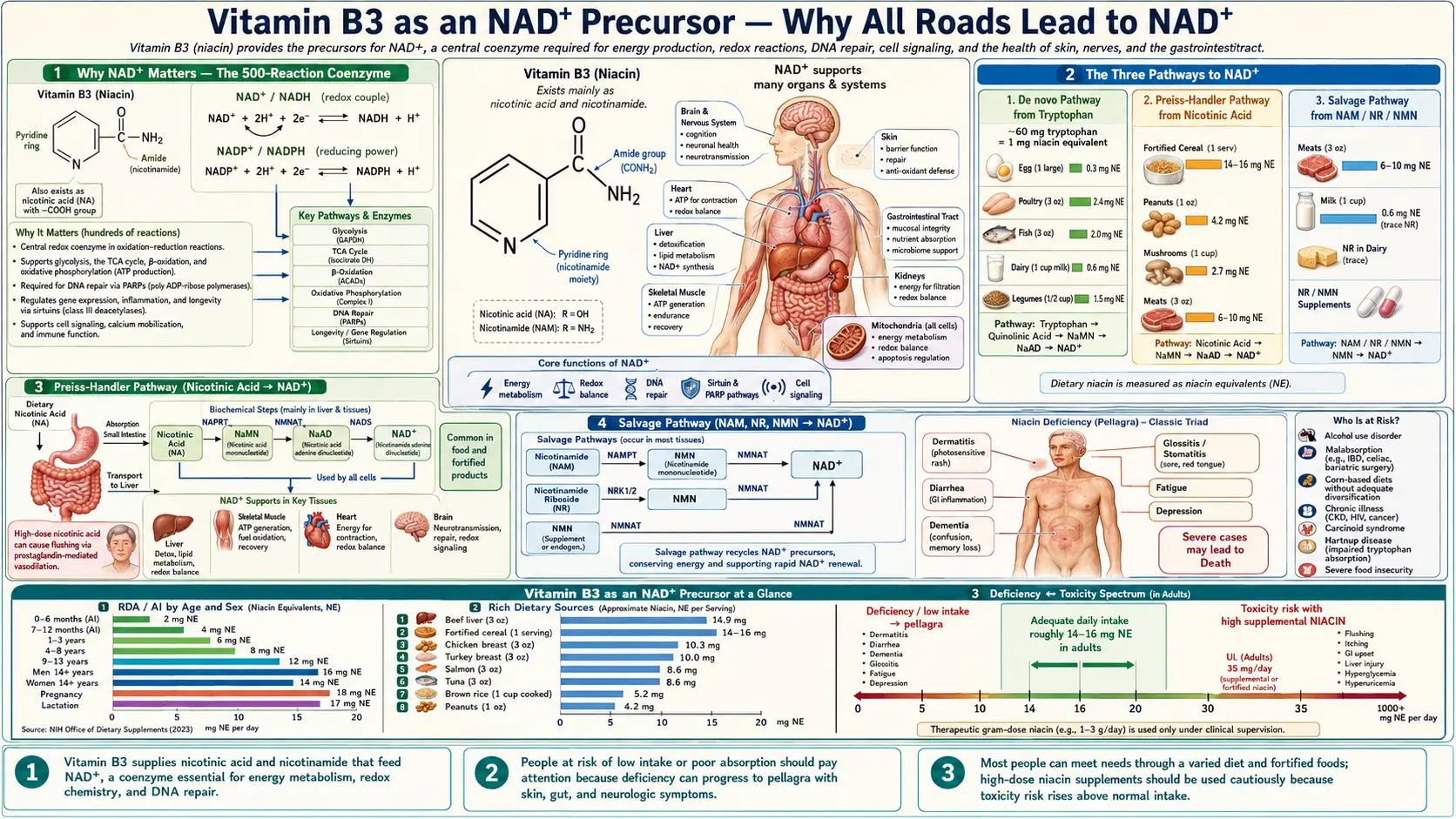 NAD Precursor — scientific infographic poster