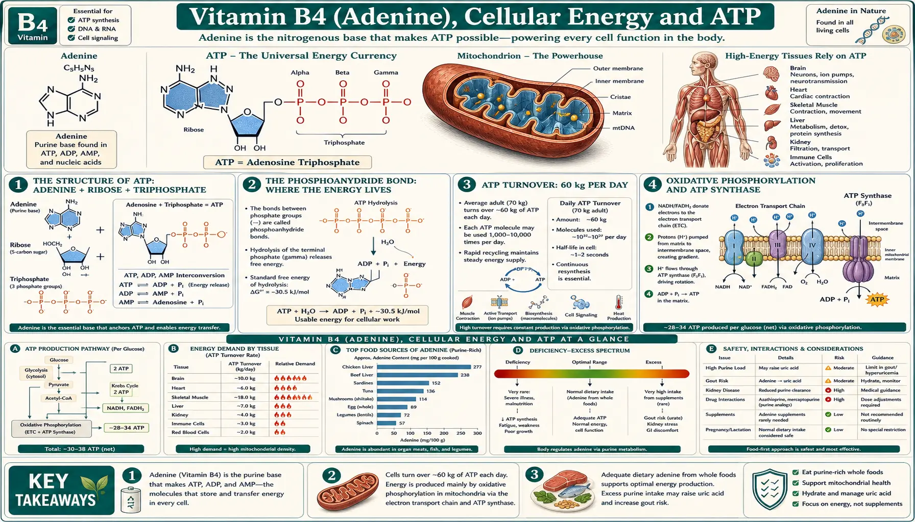 Cellular Energy and ATP — scientific infographic poster