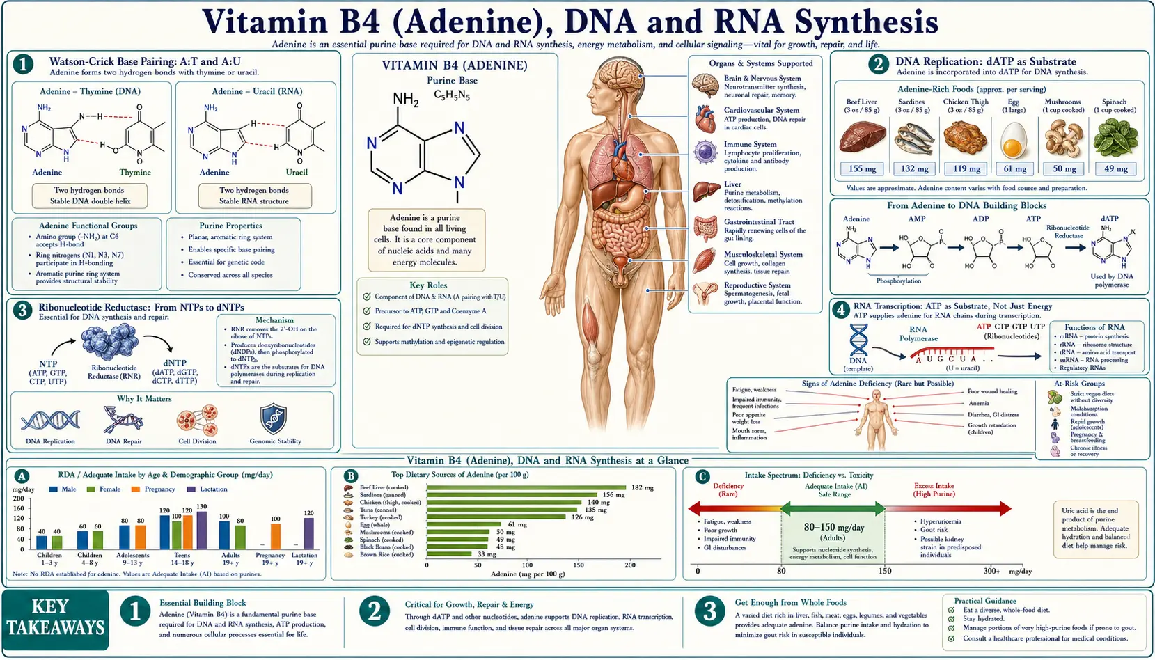 DNA and RNA Synthesis — scientific infographic poster