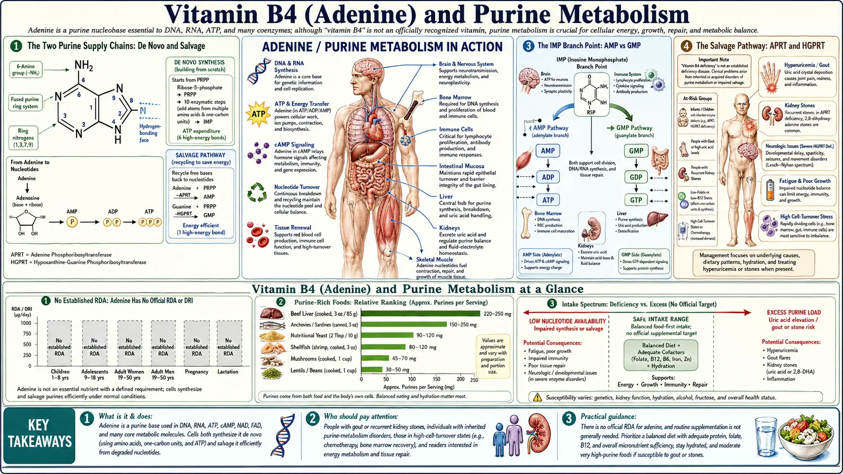 Purine Metabolism — scientific infographic poster