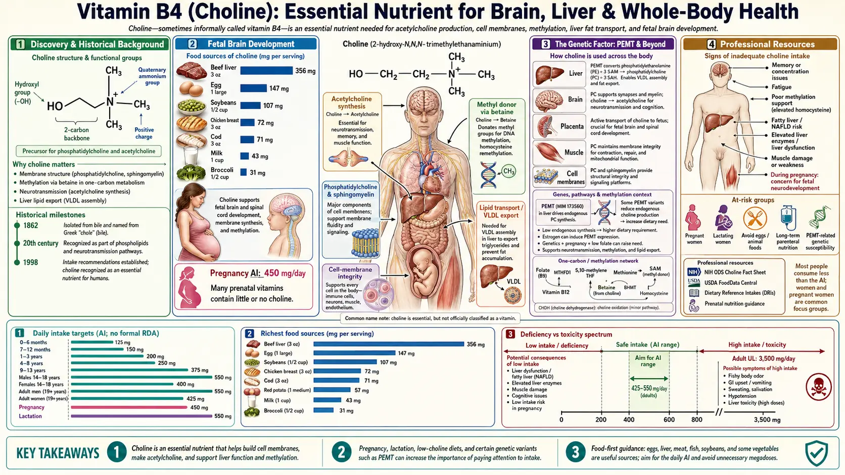 Vitamin B4 — scientific infographic poster