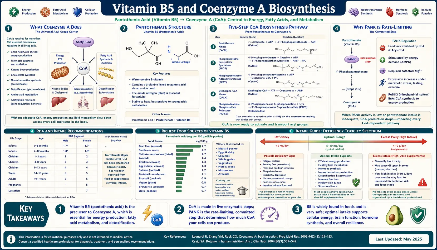 Coenzyme A Synthesis — scientific infographic poster