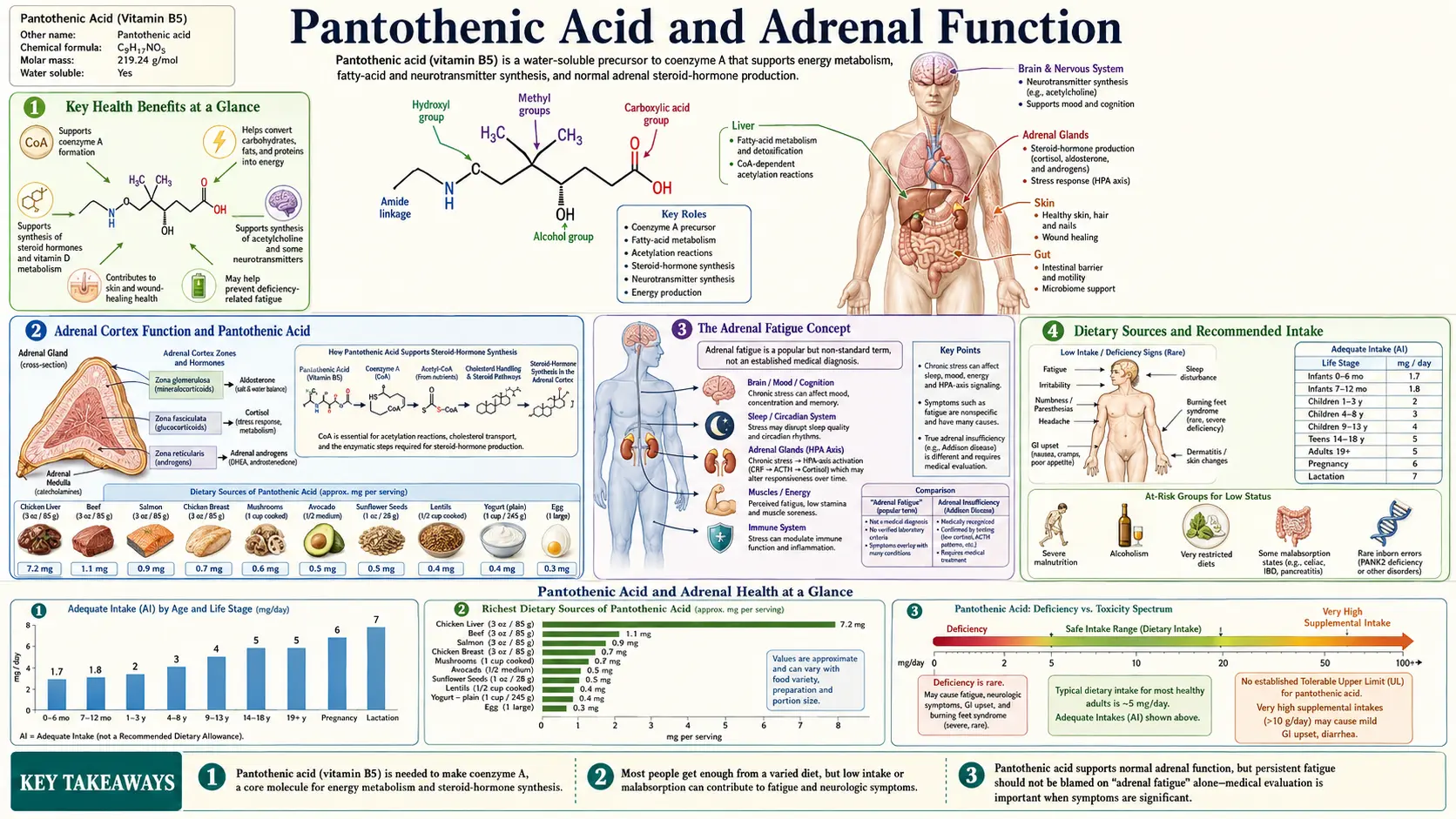 Pantothenic Acid and Adrenal Health — scientific infographic poster