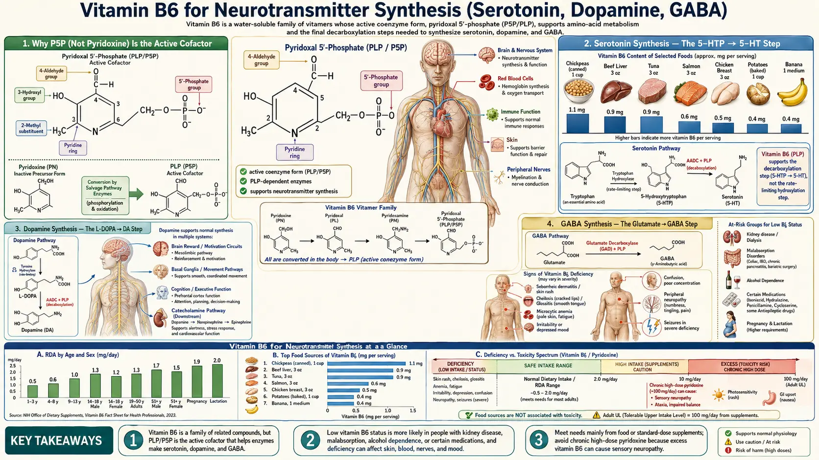 Neurotransmitter Synthesis — scientific infographic poster