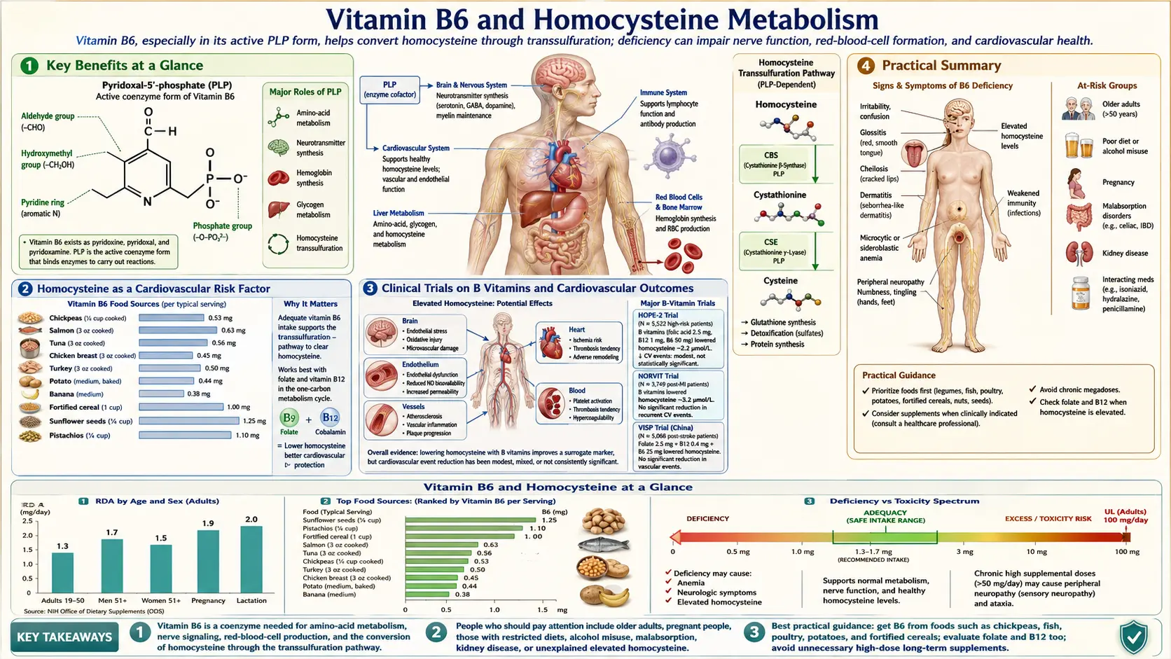 Vitamin B6 and Homocysteine — scientific infographic poster