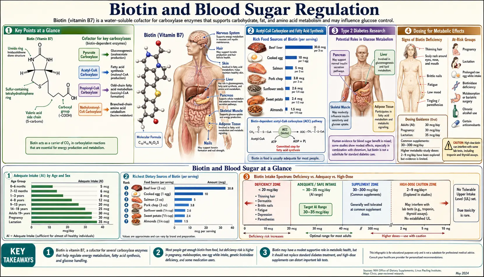 Biotin and Blood Sugar — scientific infographic poster