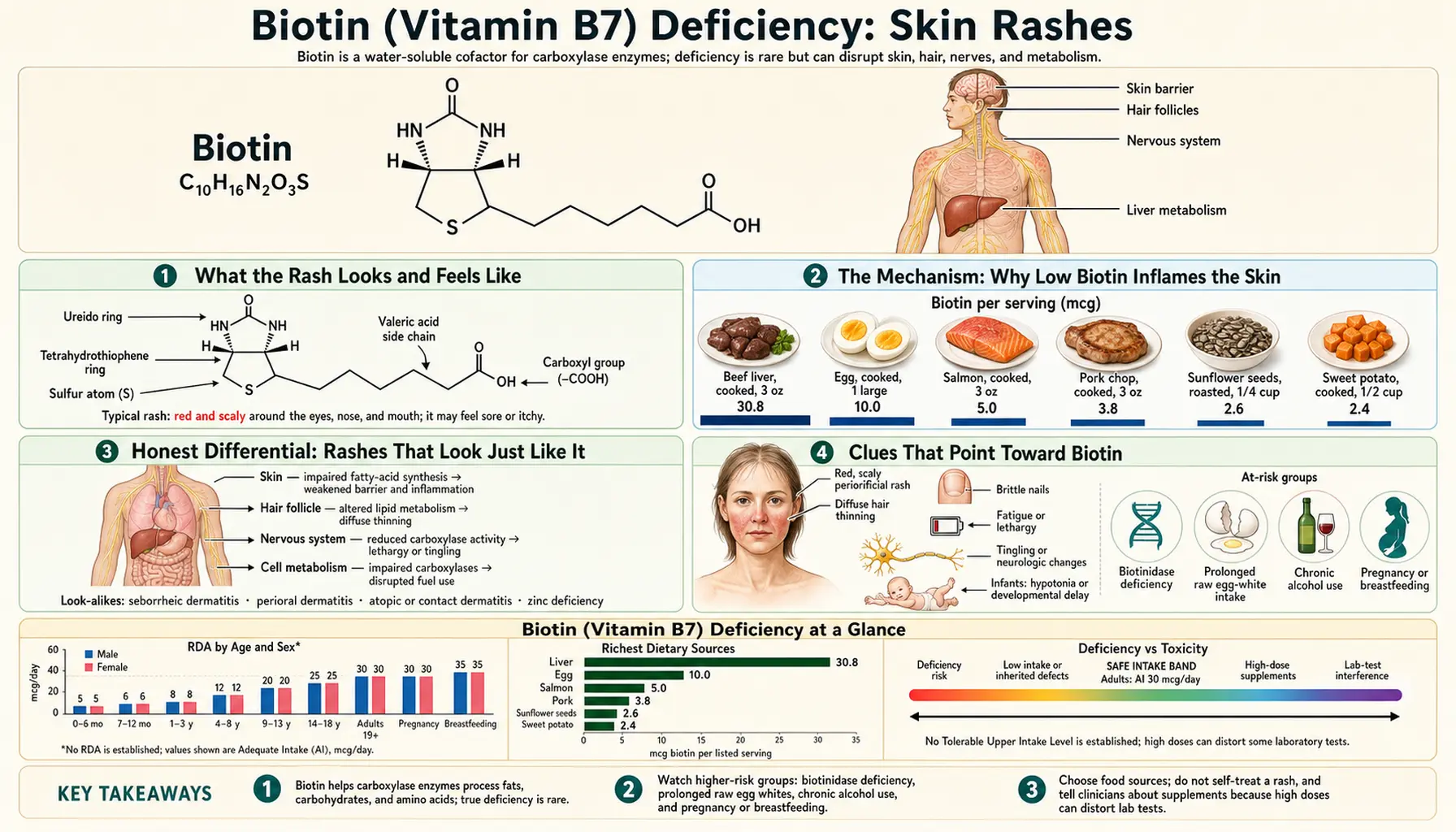 Skin Rashes — scientific infographic poster