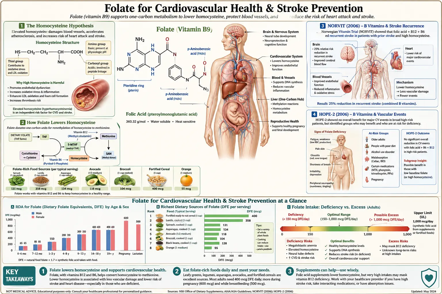 Cardiovascular and Stroke — scientific infographic poster