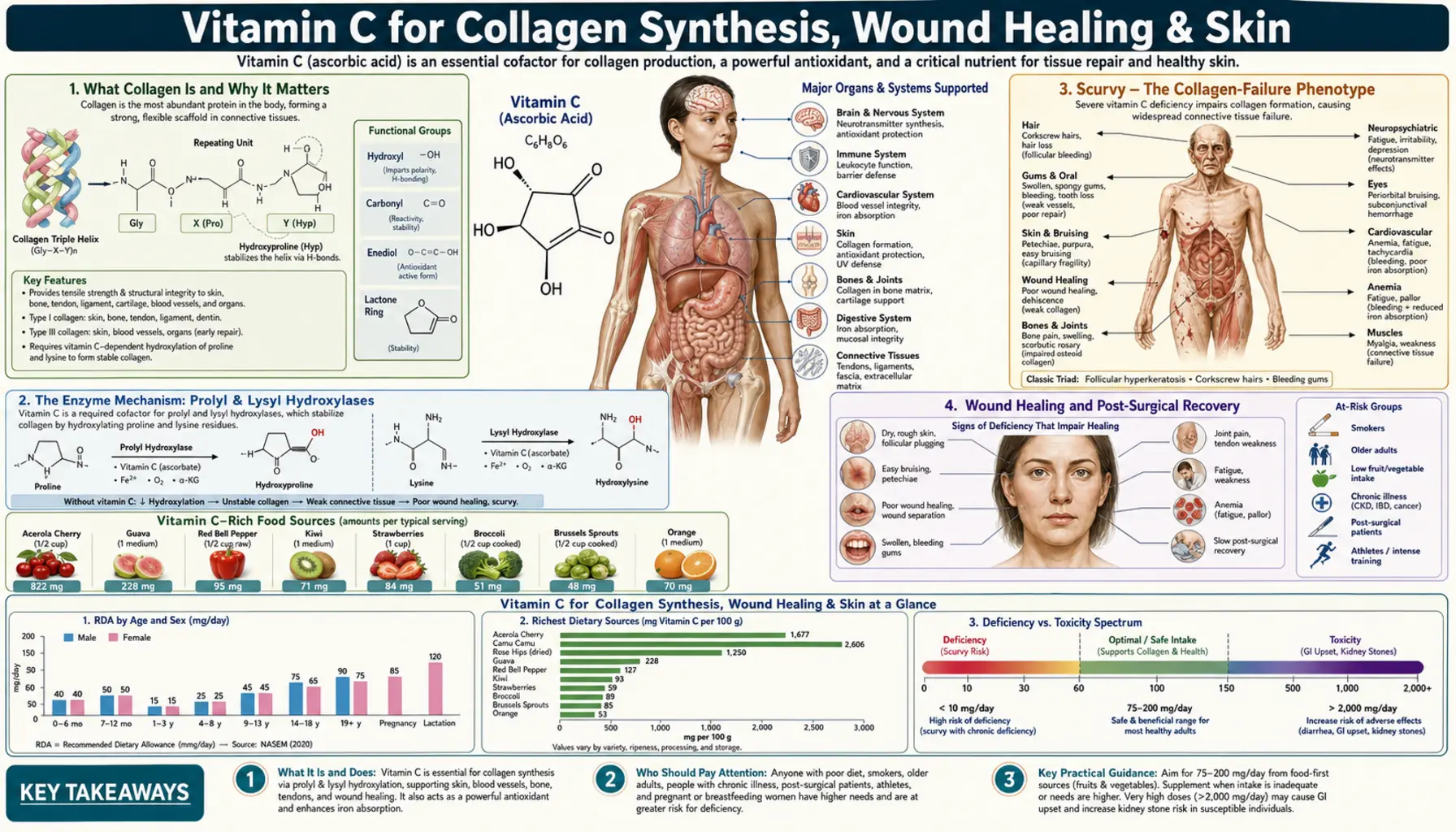 Collagen Synthesis — scientific infographic poster