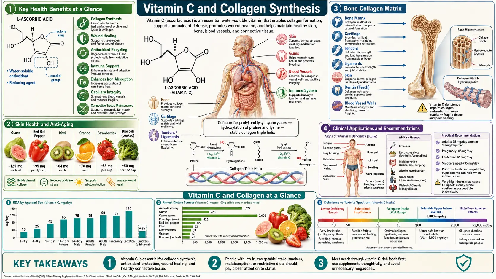 Vitamin C and Collagen — scientific infographic poster