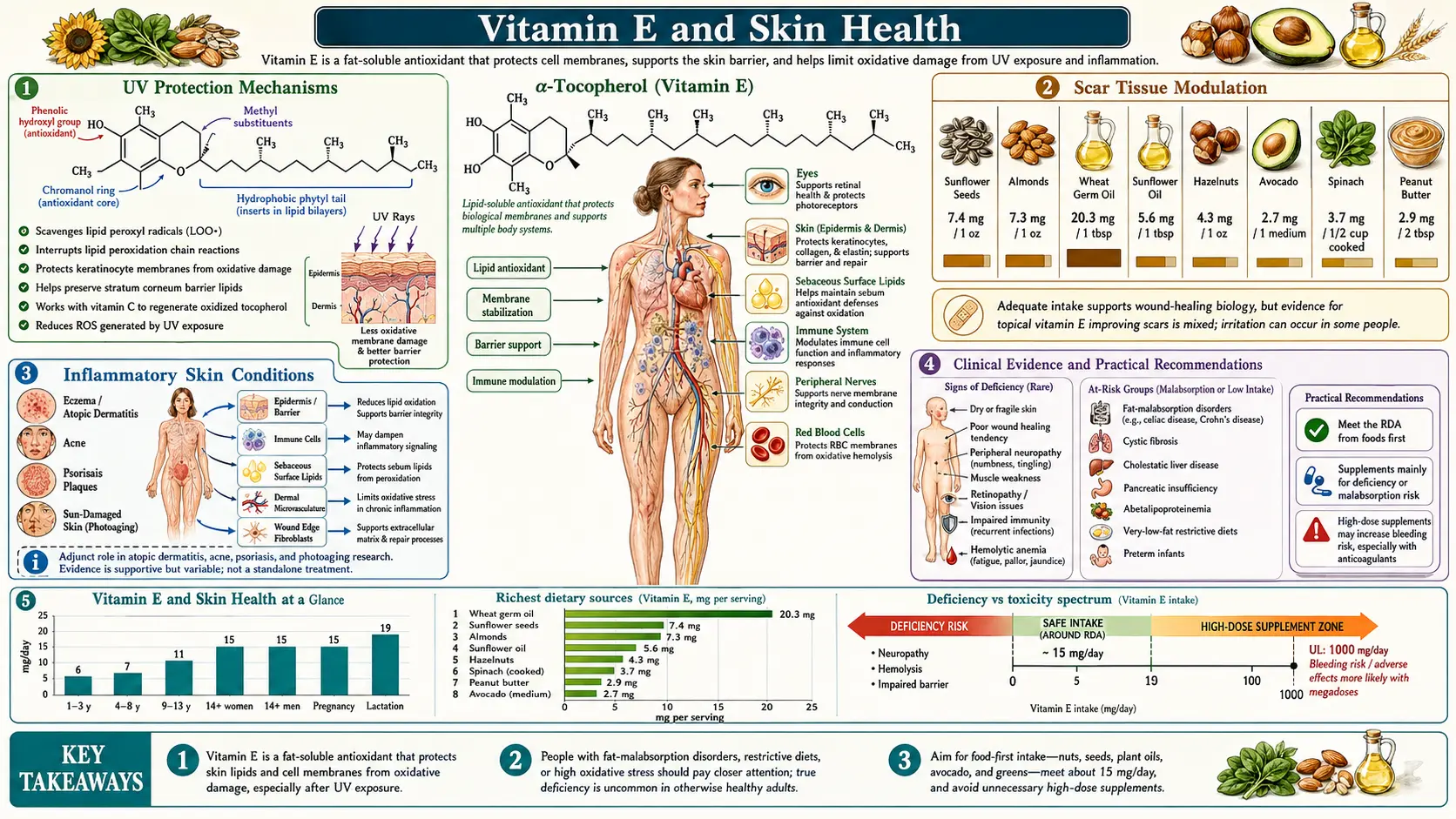 Vitamin E and Skin Health — scientific infographic poster