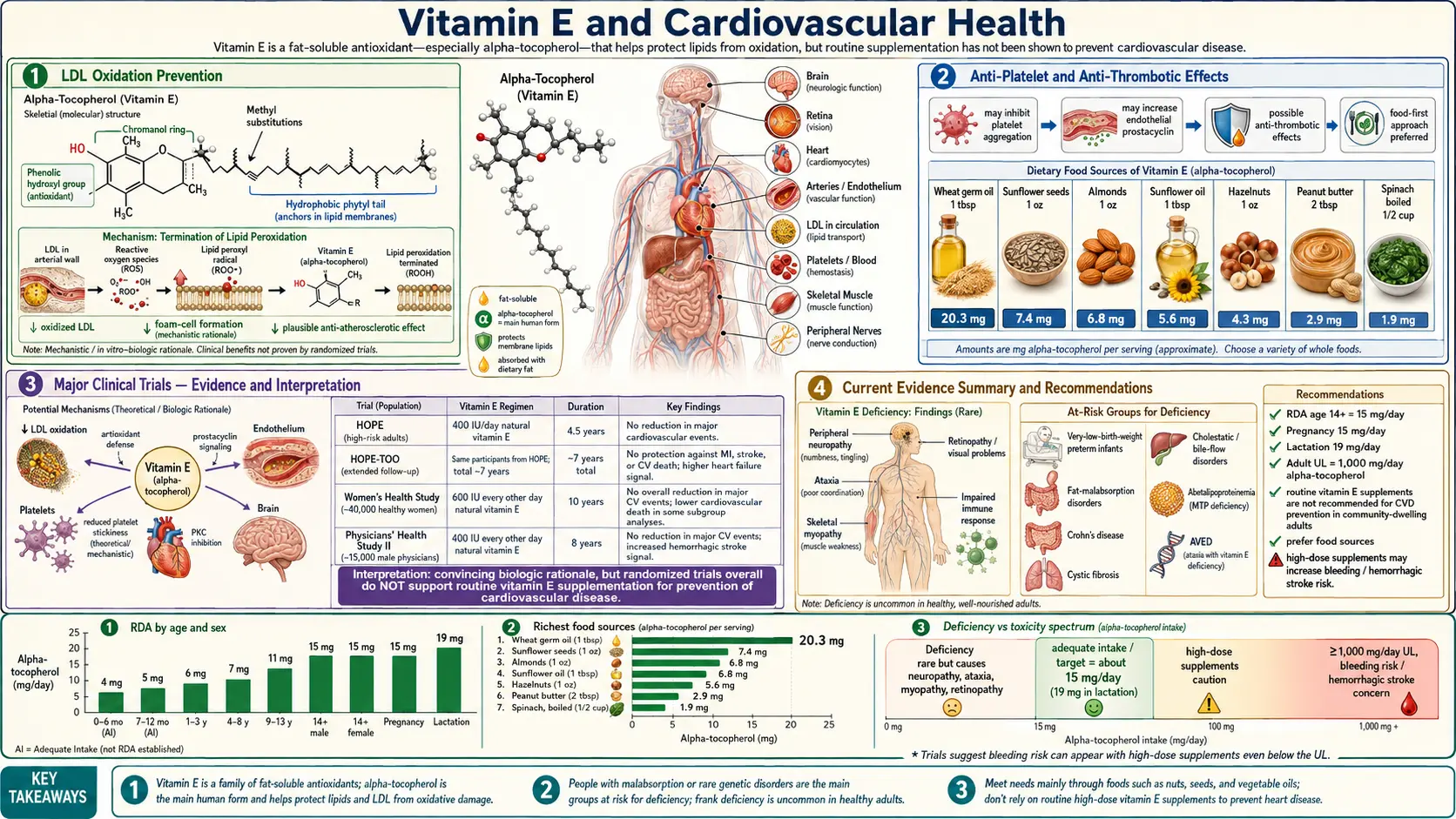 Vitamin E and Heart Health — scientific infographic poster