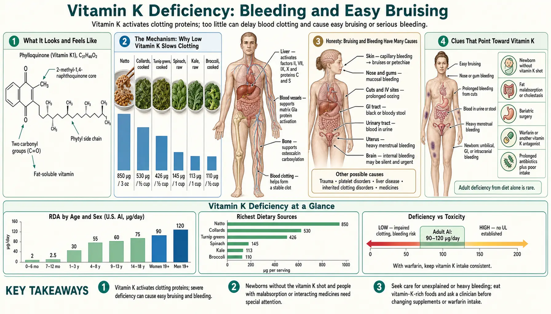 Bleeding and Easy Bruising — scientific infographic poster