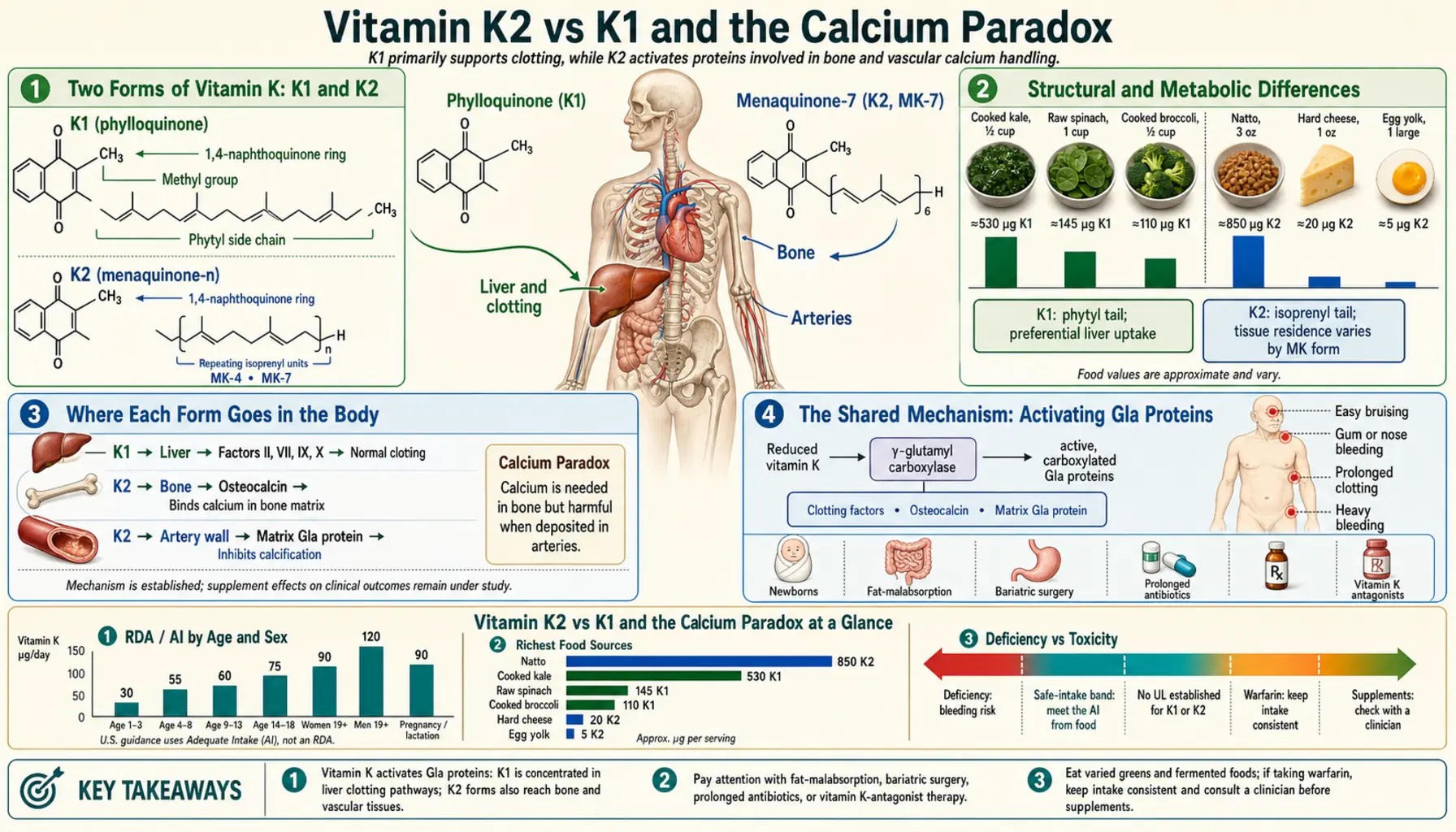 K2 vs K1 and the Calcium Paradox — scientific infographic poster
