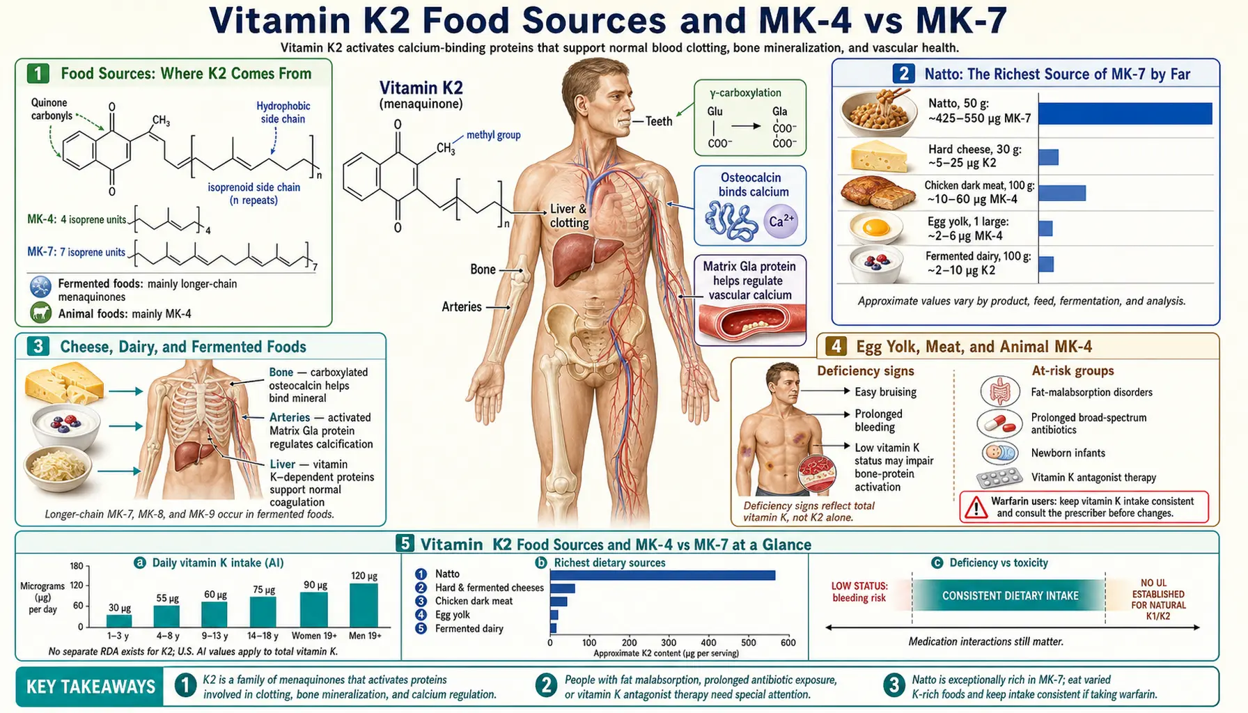 Sources and MK4 vs MK7 — scientific infographic poster