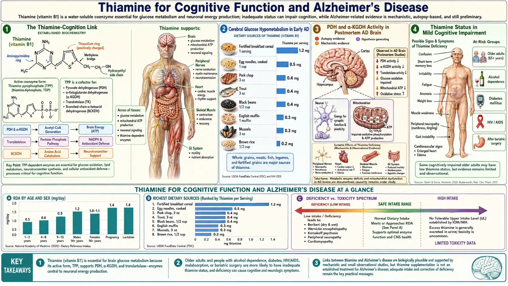 Cognitive Function and Alzheimers — scientific infographic poster