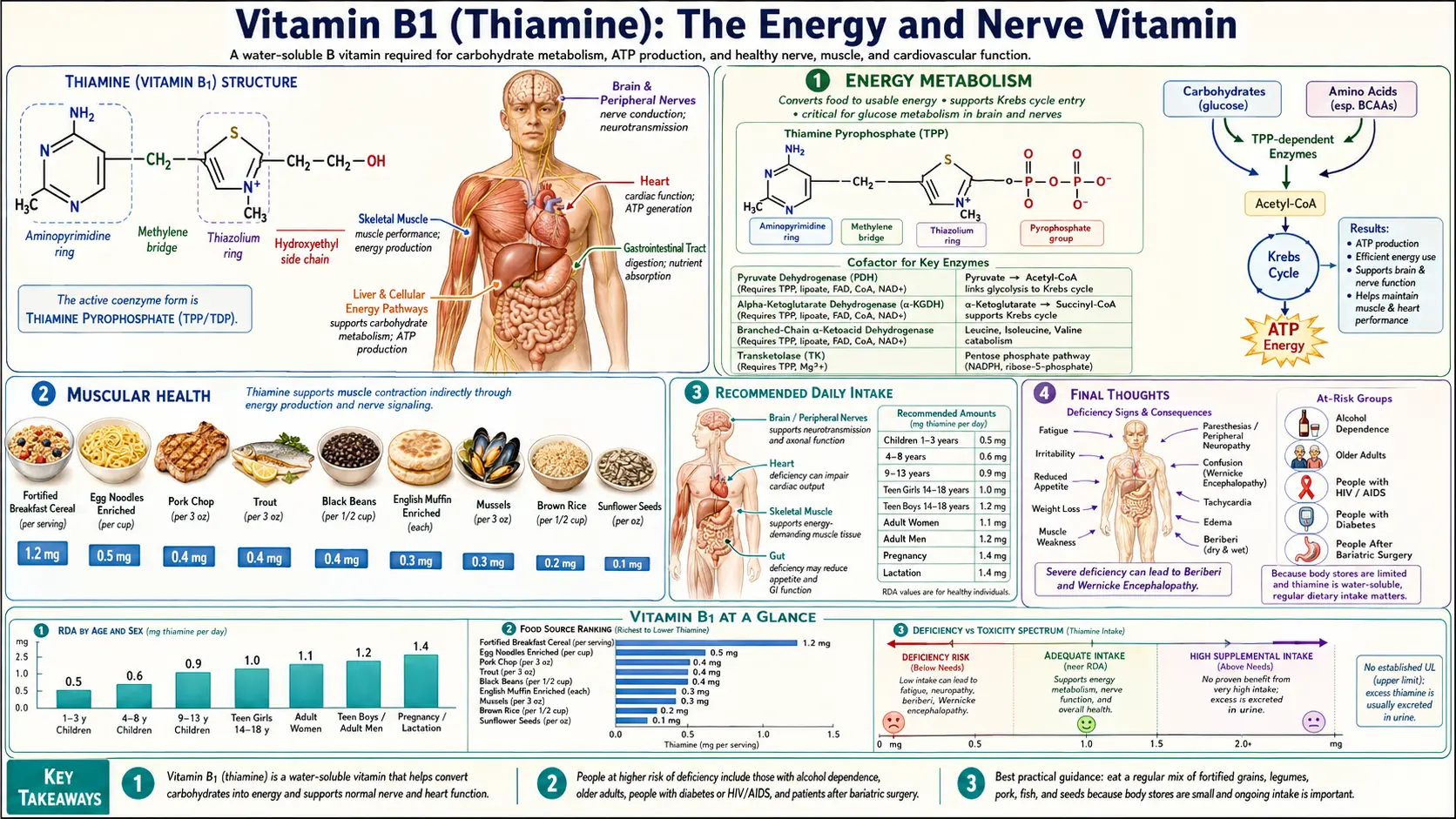 Vitamin B1 — scientific infographic poster
