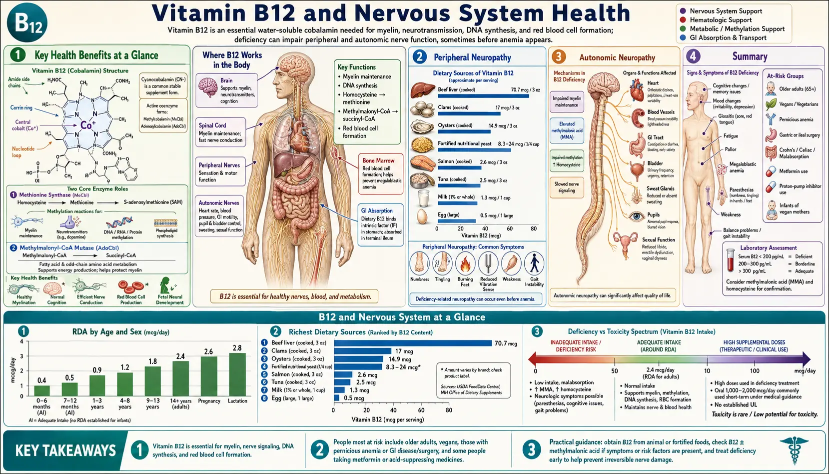 B12 and Nervous System — scientific infographic poster