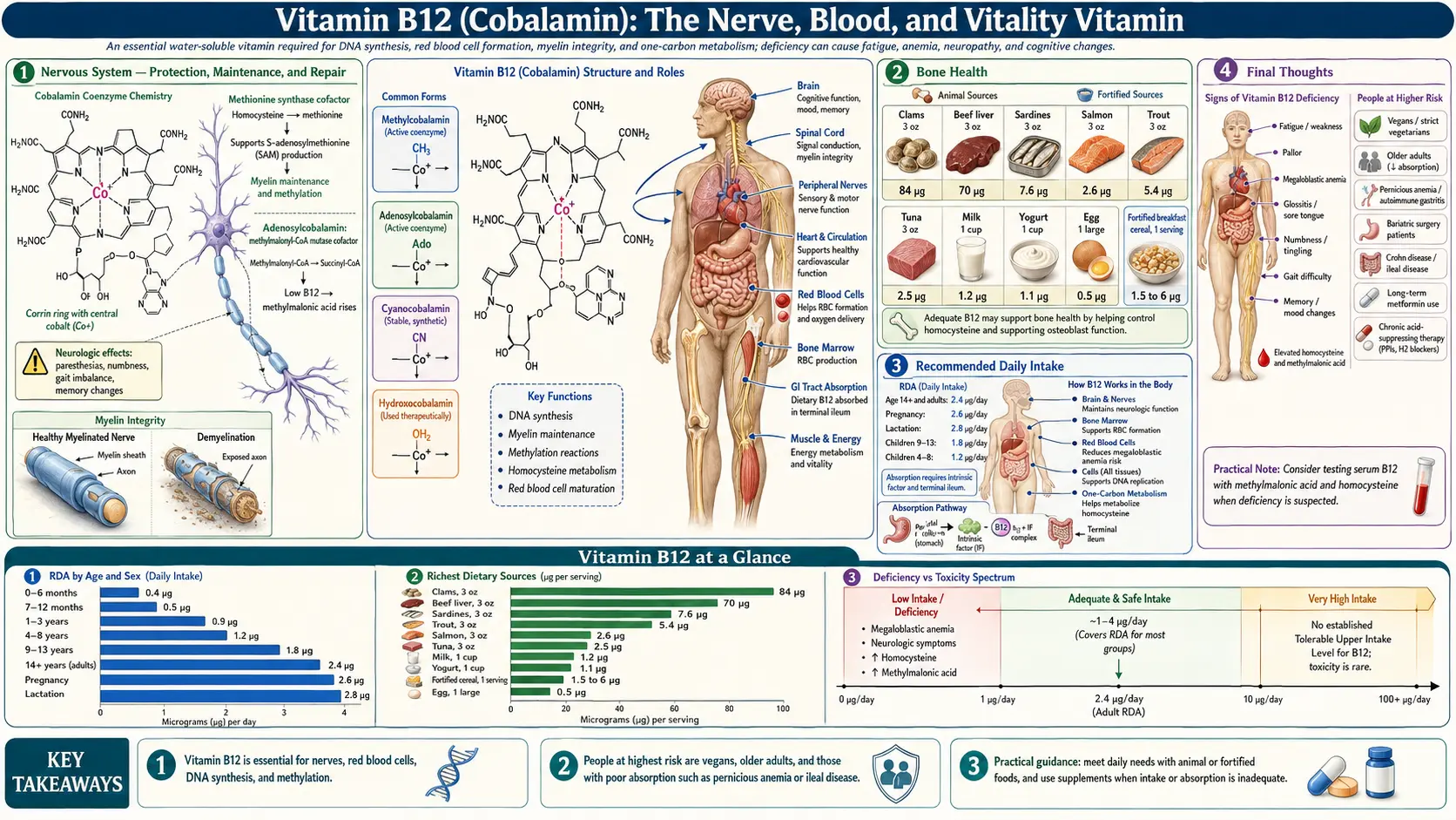 Vitamin B12 — scientific infographic poster
