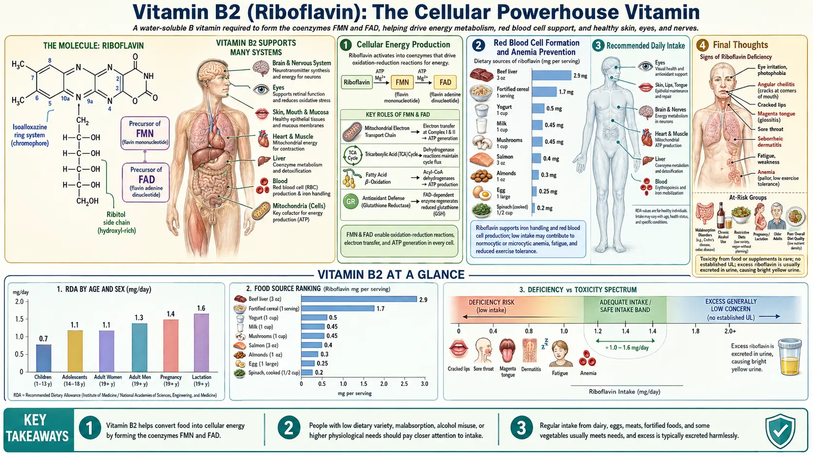Vitamin B2 — scientific infographic poster