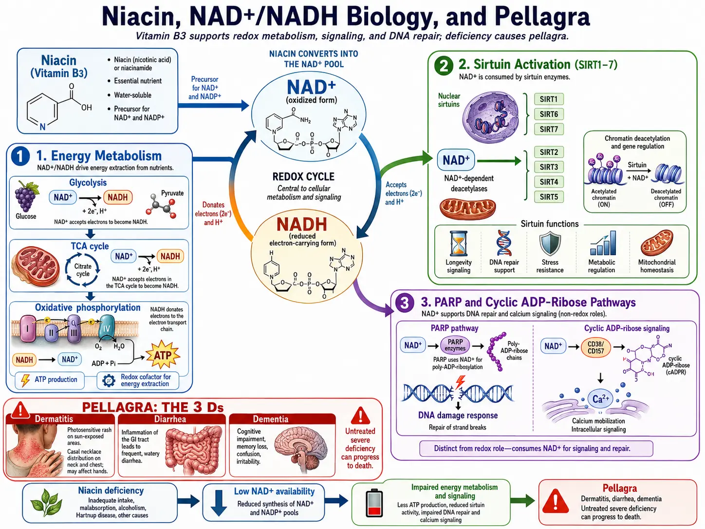 Niacin NAD sirtuins