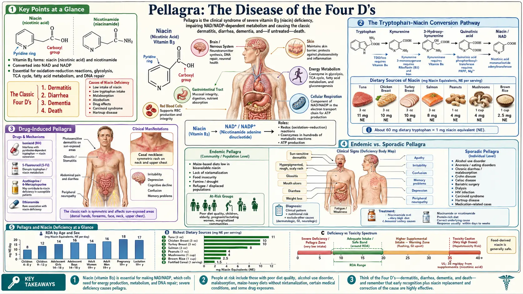 Pellagra and Niacin Deficiency — scientific infographic poster