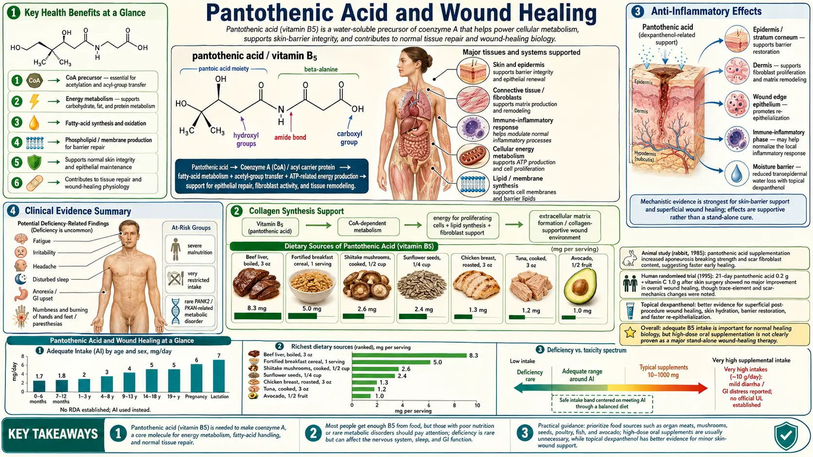Pantothenic Acid and Wound Healing — scientific infographic poster