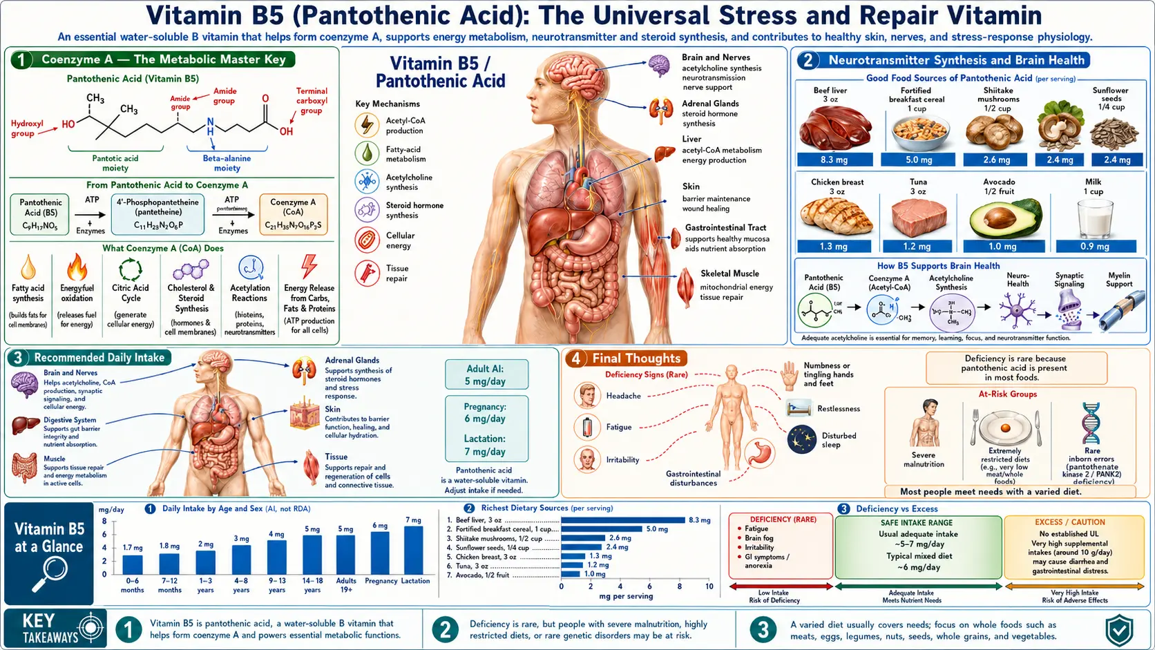 Vitamin B5 — scientific infographic poster