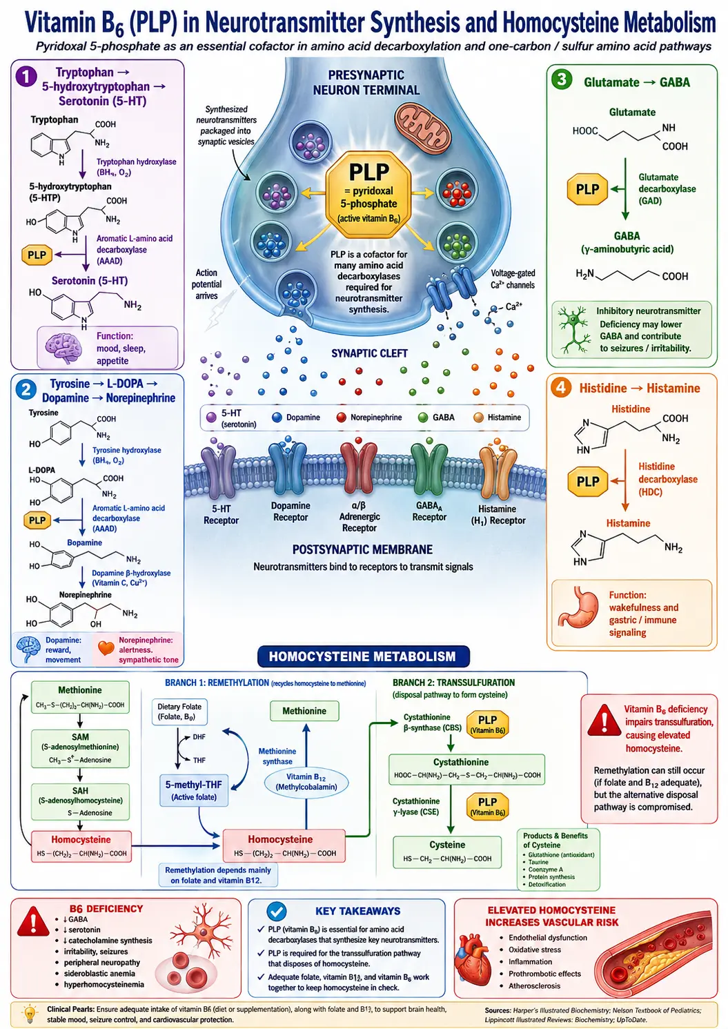 Pyridoxine neurotransmitter synthesis