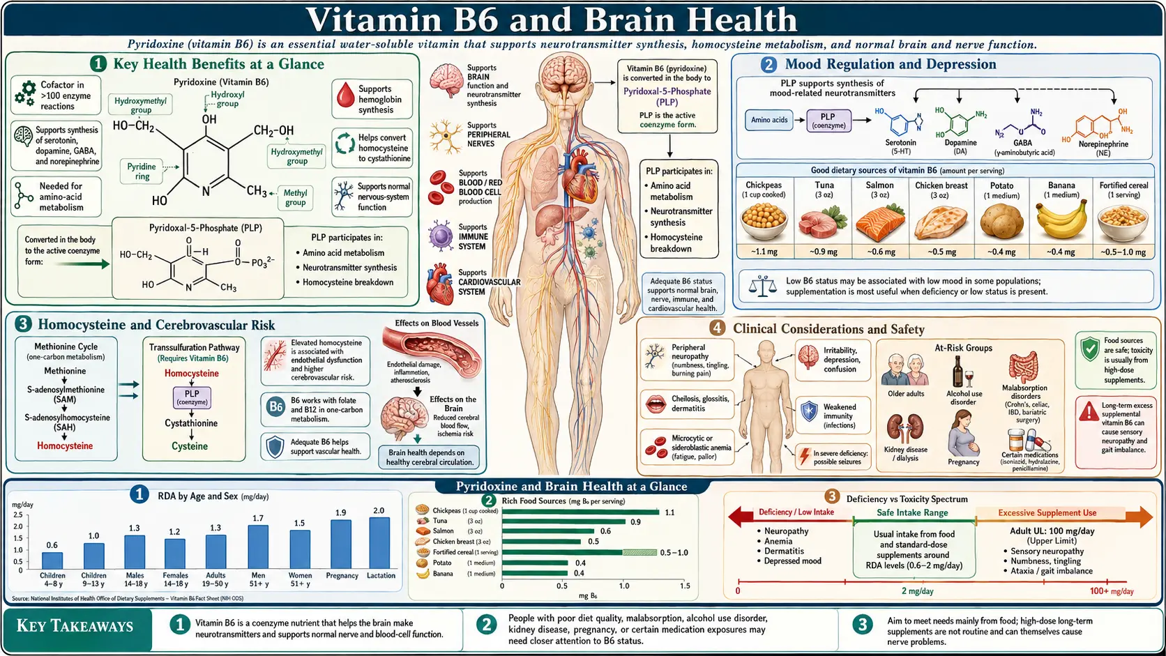 Pyridoxine and Brain Health — scientific infographic poster