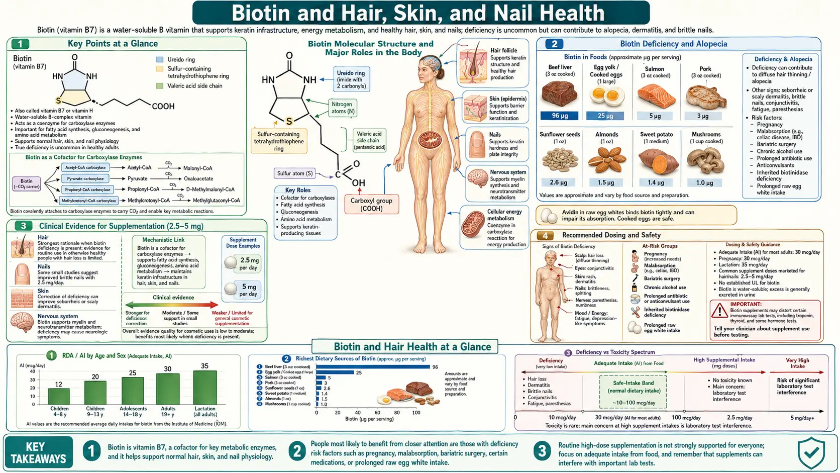 Biotin and Hair Health — scientific infographic poster