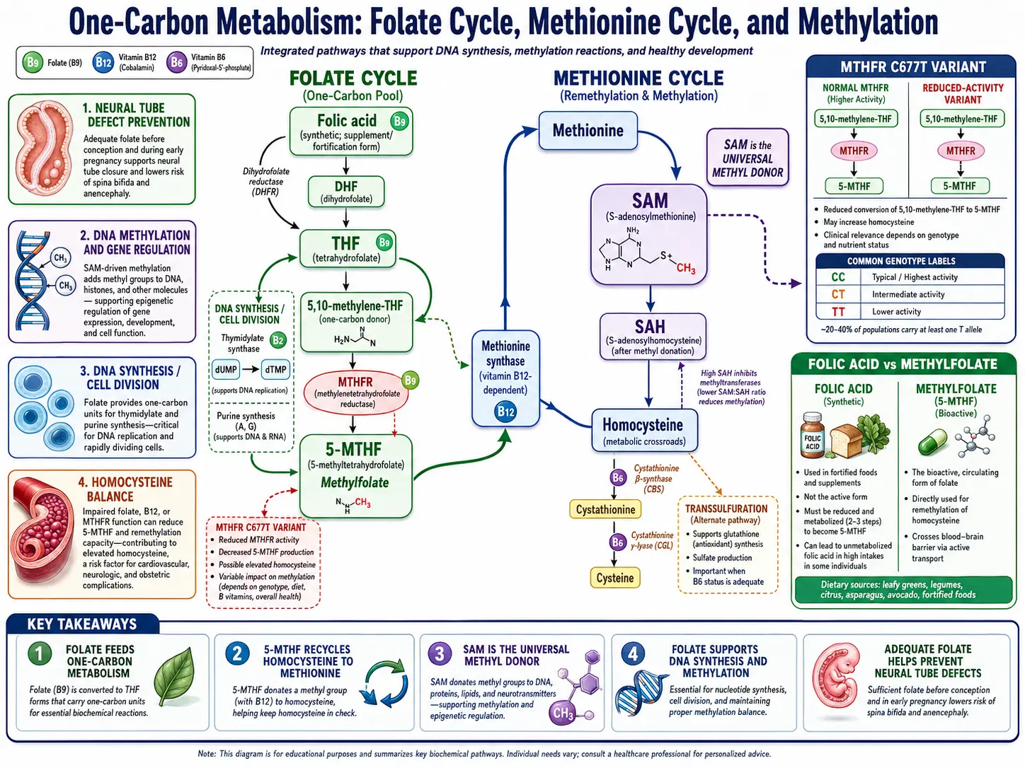 Folate methylation cycle